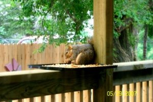 Squirrel on porch.JPG