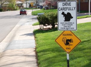 squirrel-crossing-1024x759.jpg
