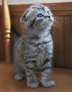 adorable-scottish-fold-kitten.jpg