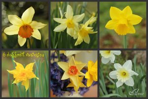 daffs.jpg