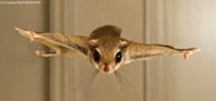 flying-squirrel-fly-140224.jpg