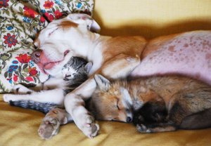 unlikely-sleeping-buddies-animal-friendship-55__880.jpg