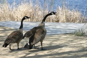Canada geese.jpg