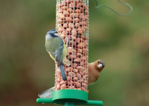 bluetitchaffinch.jpg