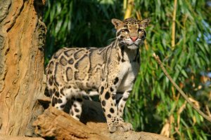 42082184.CloudedLeopard5492.jpg