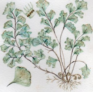 maidenhair.jpg