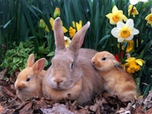 Happy-Easter-8.jpg