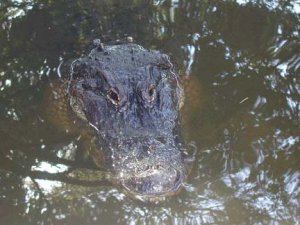 gator2.jpg