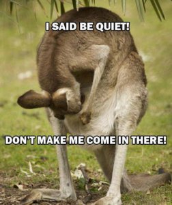 Kangaroo @.jpg