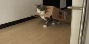 cat moving.gif