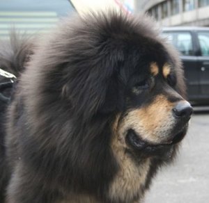 tibetan_mastiff1-411x400.jpg