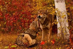2016 wolves.jpg