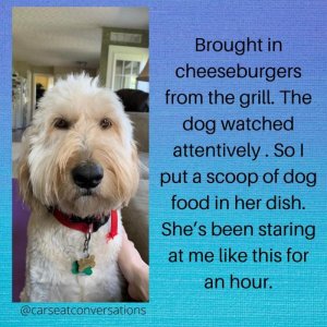 dogdish.jpg