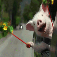 happy pig.gif