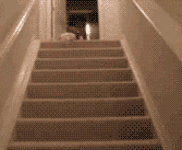 73048095_537841667032008_2143608891714306048_n.gif
