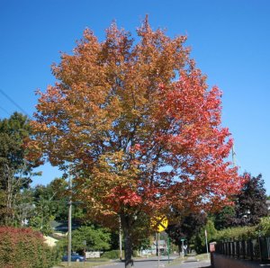 fall_colors.JPG