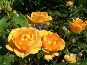 1A143ECF-9406-40D9-AE7C-6D164EC7ADF9.jpeg