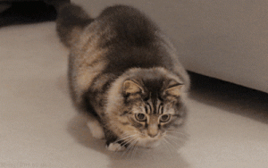 excited cat.gif