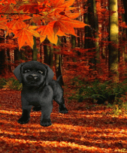 black dog.gif