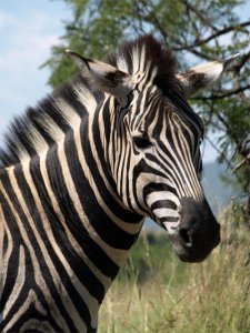 2-Zebra[1].jpg