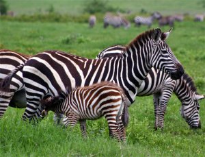 26-zebras[1].jpg