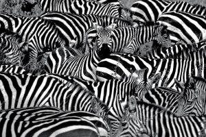 zebra-abstract-17994903[1].jpg
