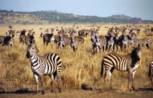 zebra-herd-serengeti-migration-2425082[1].jpg