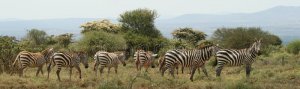 plains-zebra-6873699[1].jpg