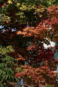 A453CAFF-83D0-4A78-BE5D-A05B90514CF5.jpeg