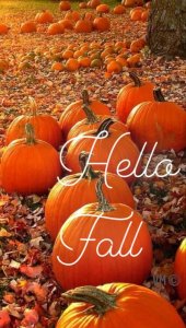 58d12853d4d30bc9207978a1a09e644d[1].jpg