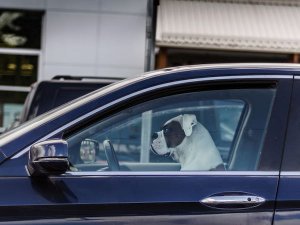 Driving @.jpg