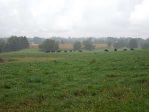 Black Angus.JPG