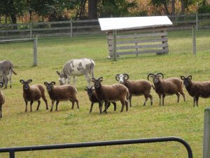 Sheep and Donkeys.JPG