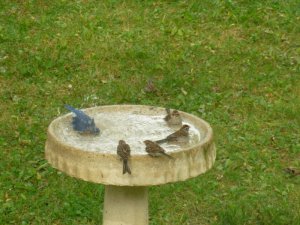 blue birds and sparrows.JPG