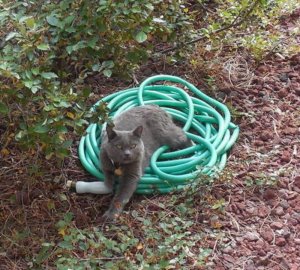 hose.jpg