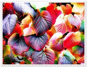 closeup of leaves.jpg