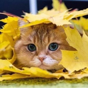 yellow stuff c.jpg