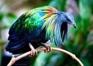 1-bird-photography-nicobar-pigeon.preview.jpg