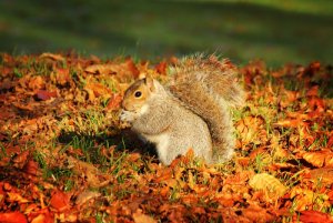 post in 2019 squirrel.jpeg