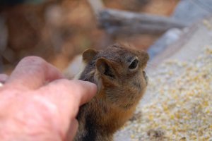 chip off the ol' nut.jpg 3.jpg