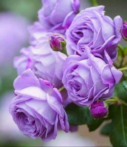 purple stuff roses.jpg