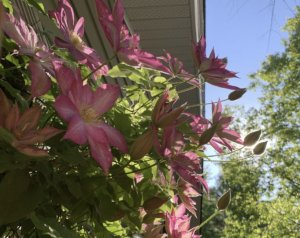 EAC77204-4048-490C-963B-4AC3958B881D.jpeg