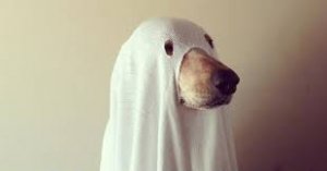 ghost dog.jpg