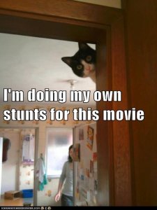 stunt cat.jpg