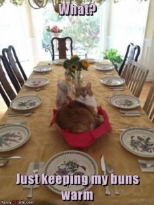 table-top-whate-just-keeping-my-buns-warm-funnycatsitecom.jpg