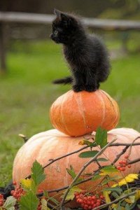 kitten on pumpkin.jpg