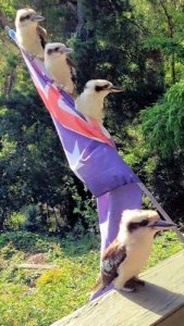 kookaburras @.jpg