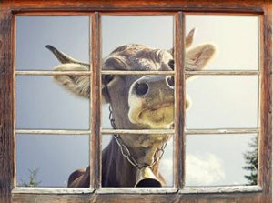 Window @.jpg