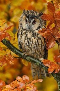 picowl8.jpg