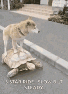 slow tortoise.gif